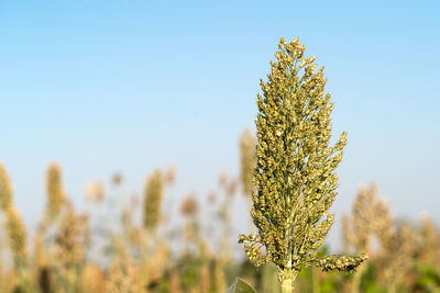 Close-up of flowering plant against clear sky