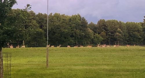 Scenic view of trees on field against sky