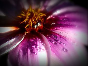 Close-up of pink flower