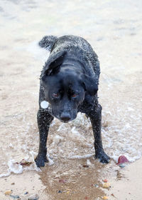 Black dog on beach