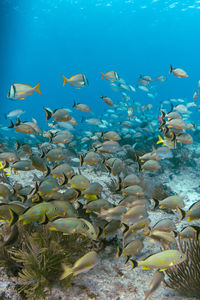 Underwater view with school fish in ocean. sea life in transparent water