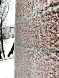 Close-up of tree trunk during winter