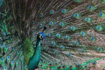 The green peafowl/ indonesian peafowl/ pavo muticus species native to the forests of southeast asia