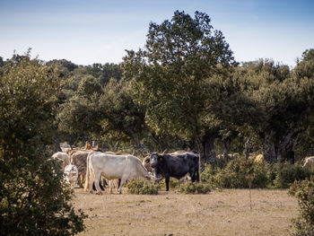 Cows standing in a field