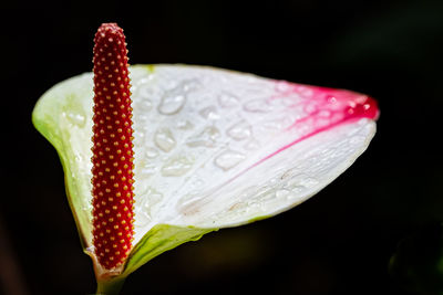 Close-up of wet red rose flower against black background