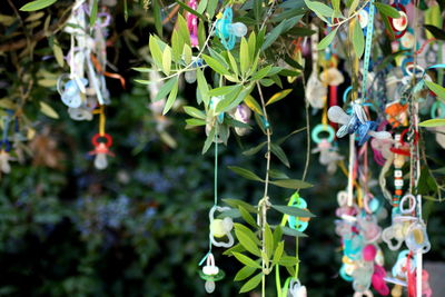 Close-up of multi colored plants