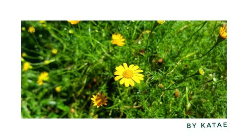 Close-up of yellow flowers blooming on field