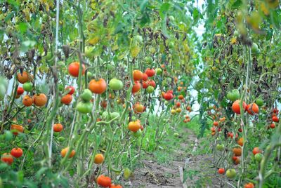 Orange fruits on tree