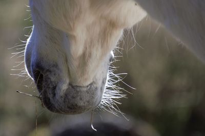 Close-up of a horse