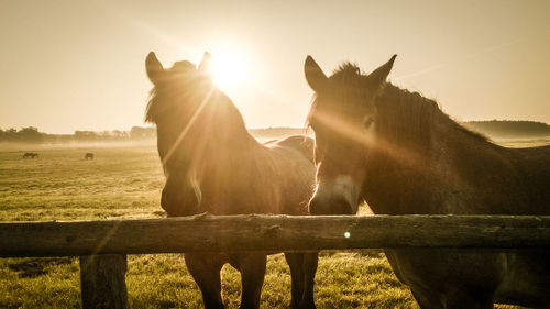 Two horses standing on field against sky at sunset