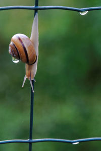 Close-up of snail