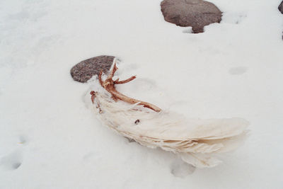 Close-up high angle view of crab