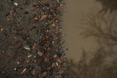 High angle view of wet plant on beach