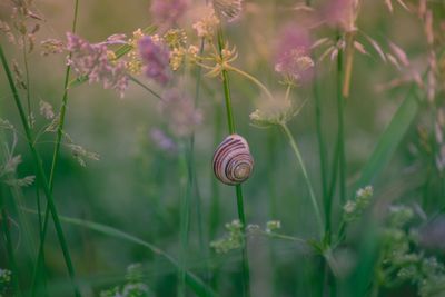 Close-up of snail on plant