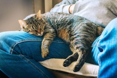 Close-up of cat sleeping on man lap