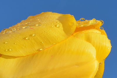 Close-up of wet yellow flower against blue background