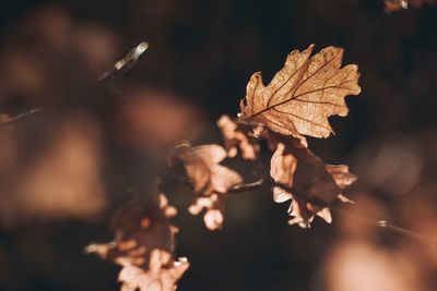 Close-up of wilted plant during autumn