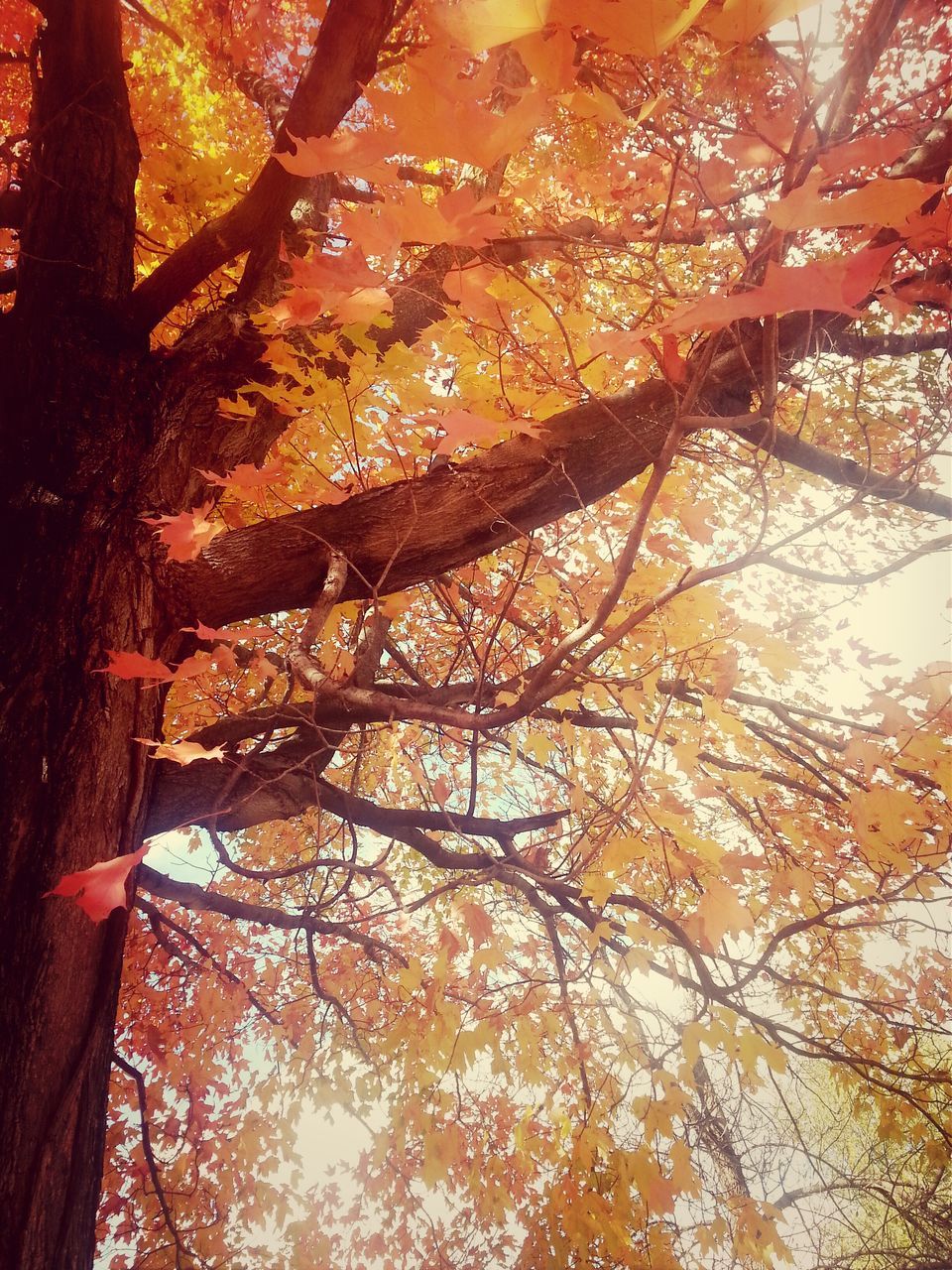 tree, autumn, branch, low angle view, change, growth, season, nature, beauty in nature, tranquility, orange color, tree trunk, leaf, scenics, forest, day, sky, outdoors, no people, backgrounds