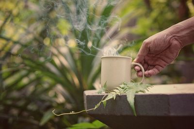 Hand holding plant against blurred background