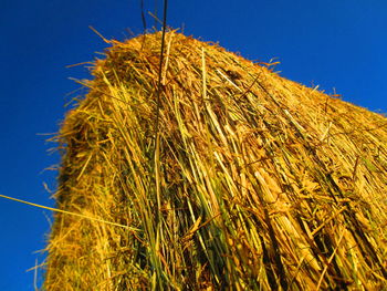 Low angle view of plants against clear blue sky