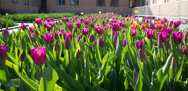 Pink flowers blooming in field