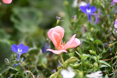 Close-up of pink flowering plant