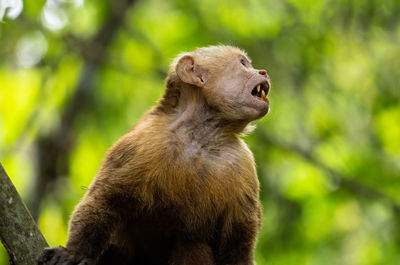 Close-up of monkey