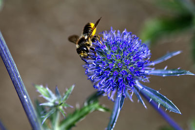Close-up of bee on purple flower