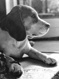 Close-up of dog looking away