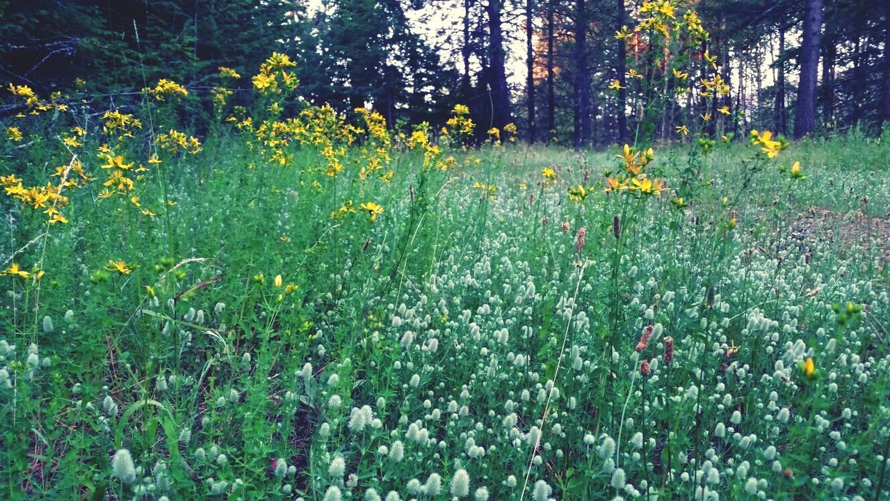 flower, growth, freshness, beauty in nature, plant, nature, field, fragility, blooming, tranquility, yellow, green color, in bloom, petal, grass, sunlight, growing, tranquil scene, wildflower, blossom