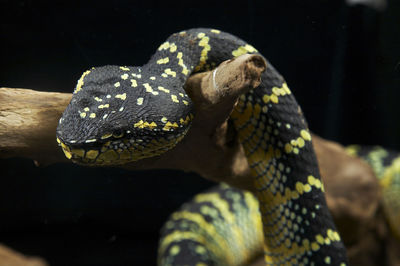 Close-up of snake on branch