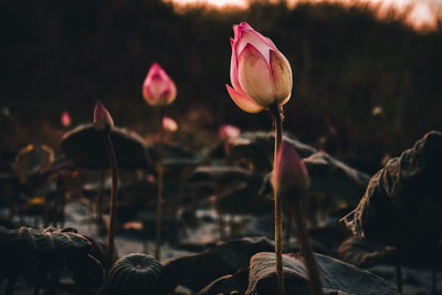 Lotus flowers in the evening