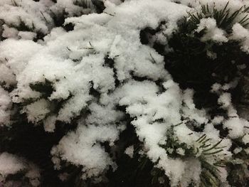 High angle view of snow on plants