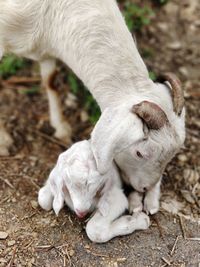 Close-up of a sheep on field