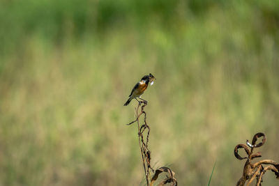 Close-up of bird perching on plant