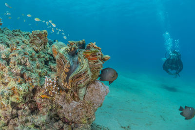 View of coral swimming in sea