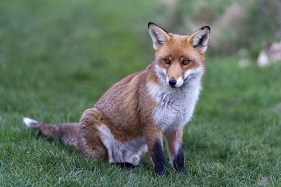 Portrait of cat on field