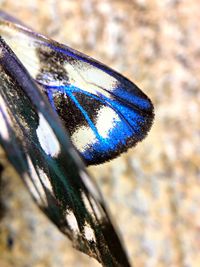 Close-up of butterfly on leaf