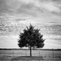 Tree on field against sky