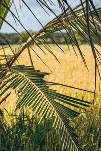 Close-up of plants