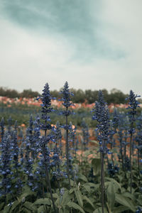 Close-up of flowering plants on field against sky