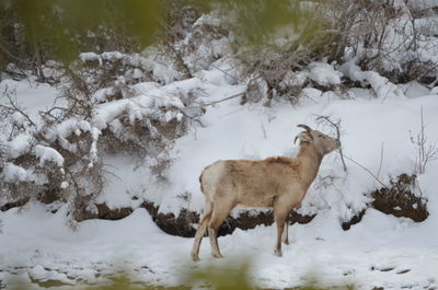 Sheep standing on snow field