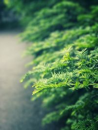 Close-up of fern leaves