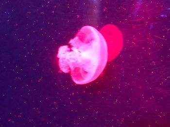 Close-up of jellyfish in sea