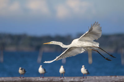 Close-up of bird