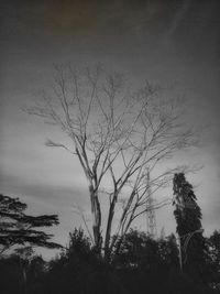 Low angle view of silhouette bare trees against sky