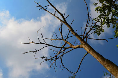 Low angle view of bare tree against blue sky