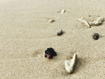 High angle view of dog on beach