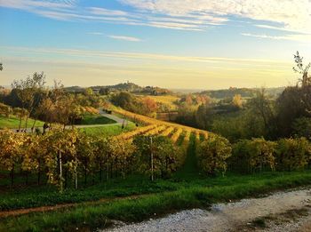 Scenic view of field against sky