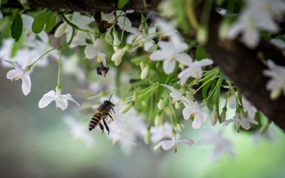 Close-up of bee flying over white flowers